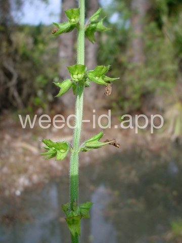 sage, lyreleaf